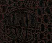 Dark Crocodile